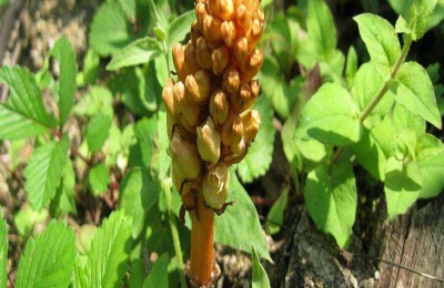 江西种什么不愁销路