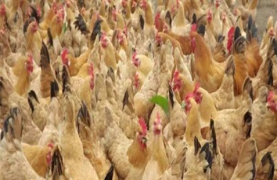 鸡几月不爱下蛋?有哪些优良的蛋鸡品种