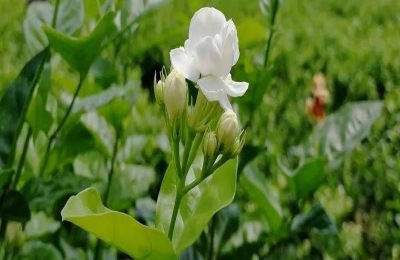 茉莉花一年开几次花