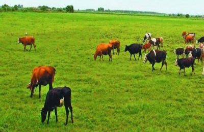 麒麟鸡的市场价格是多少？麒麟鸡养殖前景分析