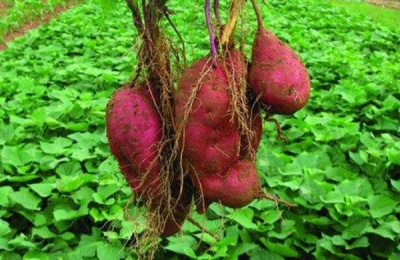 如何扩大和拉长红薯的种植