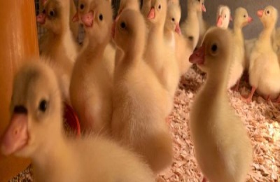 纯种三花鹅苗特征