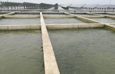 草鱼长什么样,怎么养长得快