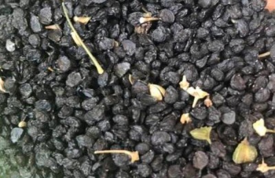 韭菜怎样种植技术,什么时候种合适