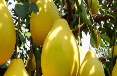 沙田柚是哪里的特产