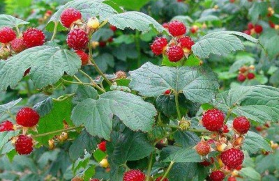 种植西瓜时,只能用滴灌浇灌西瓜。为什么不能用大水浇地