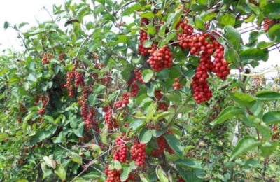 东北适合种植什么中草药
