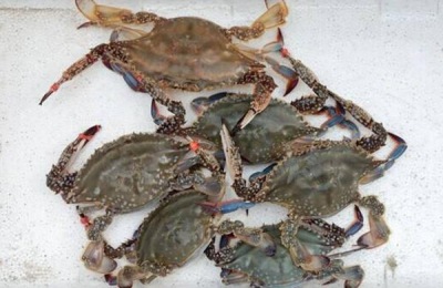 剑梭子蟹的产地在哪里?梭子蟹有哪些常见品种