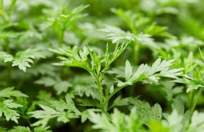 现在种什么药材赚钱?这三个是不错的选择