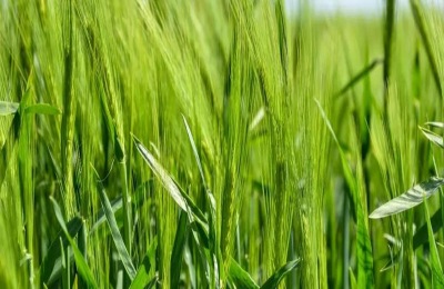 芸苔素能拌麦种吗