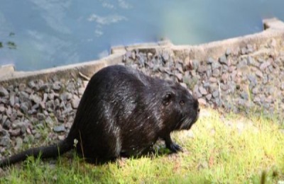 海狸鼠尾巴有什么作用
