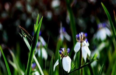 巴西鸢尾花有毒吗