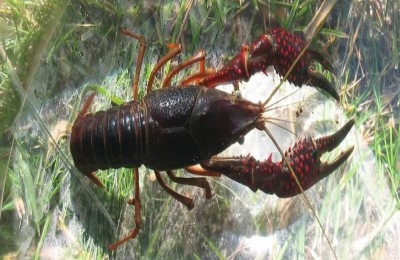一亩小龙虾一年赚多少钱?养小龙虾有什么风险