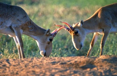 羊驼多少钱?养殖前景如何?(附养殖注意事项)