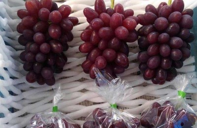早熟葡萄苗品种有哪些?15个早熟品种总有一个适合你