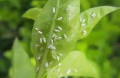 粉虱用什么药有效，粉虱是什么虫
