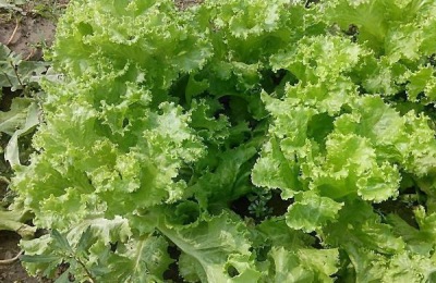 冬瓜有哪些优良品种