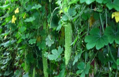 苦瓜露地种植技术