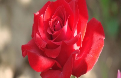 月季产地在哪里？月季有哪些品种