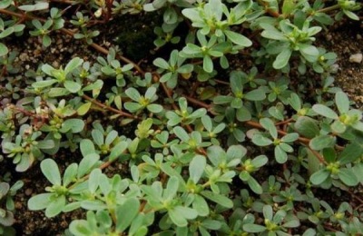 为什么黑花很少见？开黑花的植物有哪些