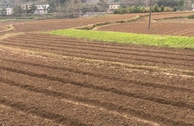 甜菜种植时间和方法,一般可在4-5月份播种