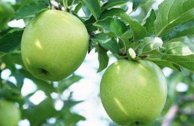 中秋王苹果苗在哪里卖？如何培育