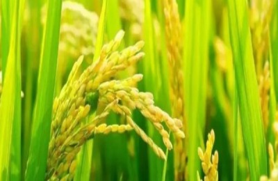 多效唑能和磷酸二氢钾一起用吗