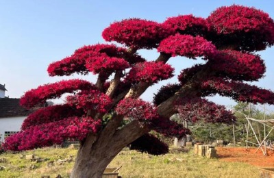 红花继木的种植技术,在微酸性土壤中生长良好