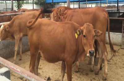 丁桂鱼市场一斤多少钱？市场前景如何