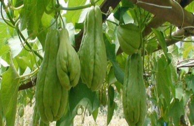 介绍佛手瓜的优良品种