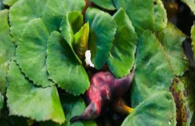 菱角是哪里的特产