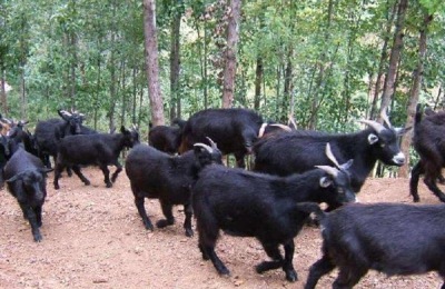 内蒙古细毛羊一斤多少钱?内蒙古细毛羊养殖优势分析