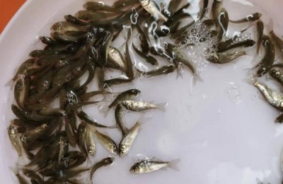 鲫鱼在脏水里能活吗,附养殖方法