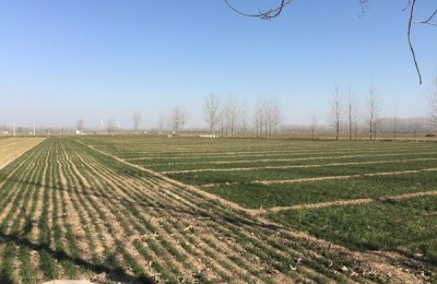 一棵牛奶果苗多少钱?牛奶果种植前景如何