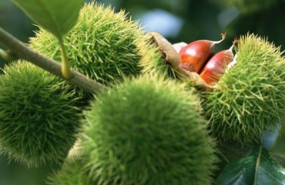 哪个品种品种好吃？这六个品种味道都不错