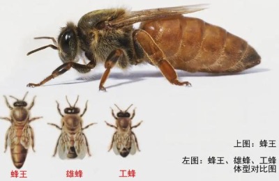 新手养蜂步骤,养蜂需要注意些什么