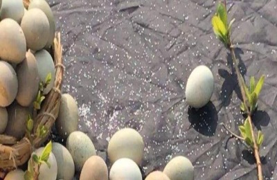 芦丁鸡种蛋怎么孵化