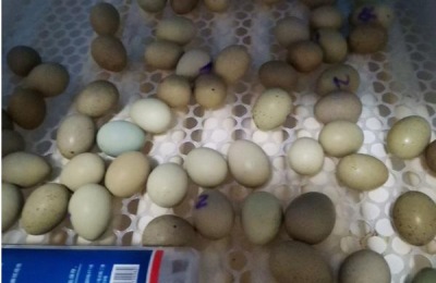 芦丁鸡孵化多少天停止翻蛋,芦丁鸡孵化时间是多长