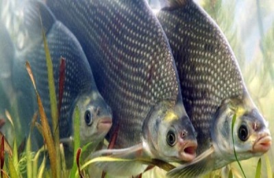 武昌鱼一斤多少钱?养殖前景如何