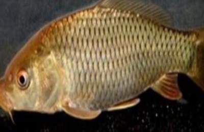 网箱养殖鲤鱼技术