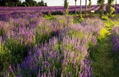 中国红枣的产地在哪里？有哪些品种