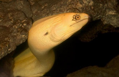 鳗鱼产地及品种介绍