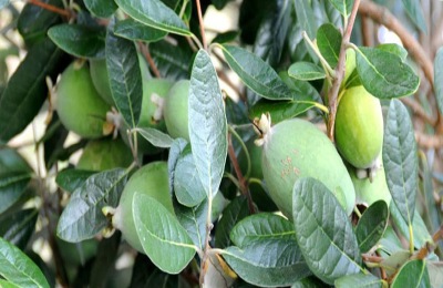 菲油果家庭种植方法