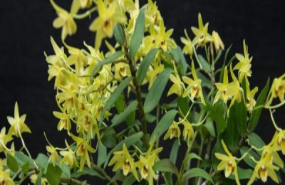 石斛的种类有哪些