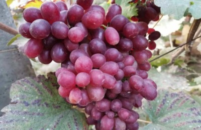 巨盛一号葡萄品种介绍