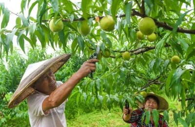 什么时候修剪香蕉