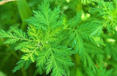 菊科蒿有哪些常见类型？价格是多少？各有什么特点