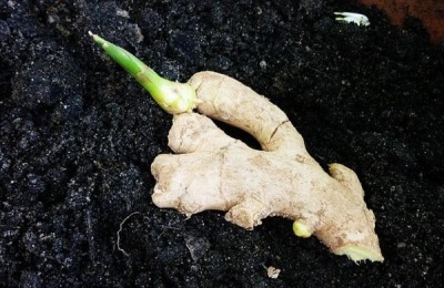 生姜的预期价格是多少?种姜能赚钱吗