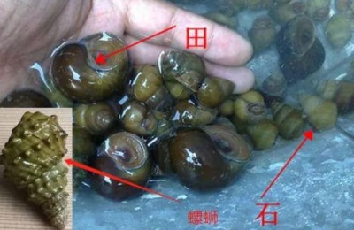 石螺怎么交配,和田螺有什么区别