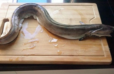 鳗鱼一斤多少钱?养殖成本和利润如何